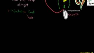 Diseases Caused by Pathogenic Worms, Thread Worms