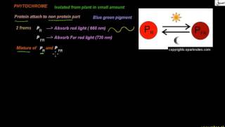 Mechanism of Photoperiodism