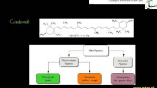 Steroids and Carotenoids