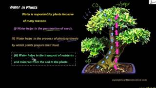Water in Plants