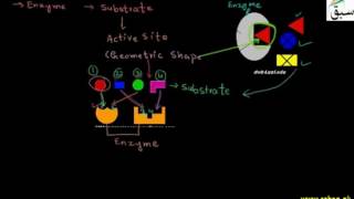 Specificity of Enzymes