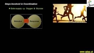 Steps Involved in Coordination