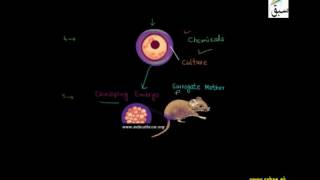 Steps of Animal Cloning