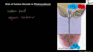 Role of Carbon Dioxide and Water in Photosynthesis