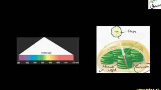 Role of Chlorophyll and Light