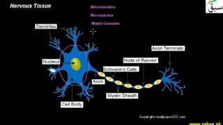 Nervous Tissue
