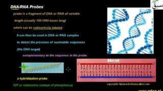 DNA/RNA Probes