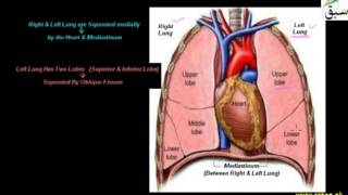 External Structure of lungs