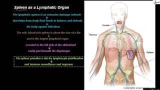 Spleen as a Lymphatic Organ
