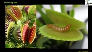 More on Insectivorous Plants