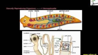 More on Phylum Platyhelminthes