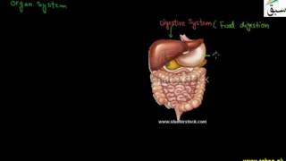 Organ and Organ System Level