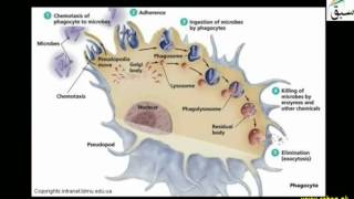 Functions of Blood