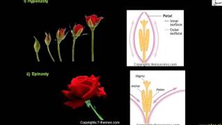 Growth Movements