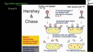 More on DNA as Hereditary Material, vehicle