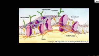 More on Cell Membrane
