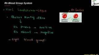 Rh Blood Group System