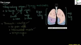 The Lungs