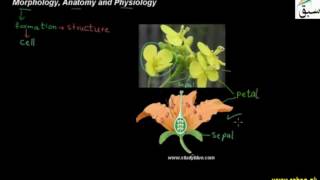 Morphology Anatomy and Physiology