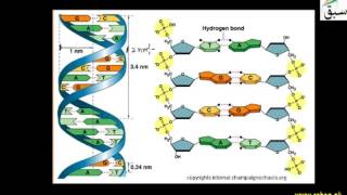 Watson-Crick Model of DNA