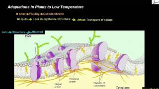 Adaptations in Plants to Low Temperature