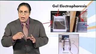BIO201_Topic074