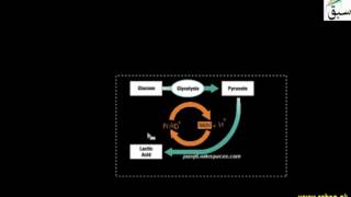 Lactic Acid Fermentation (by Bacteria)