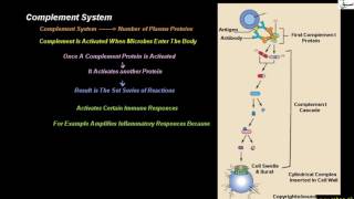 Complement System