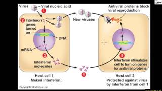 Interferon