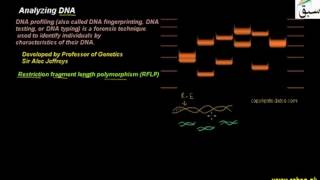 Analyzing DNA