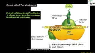 Difference between Translation in Prokaryotes and Eukaryotes