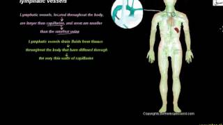 lymphatic vessels