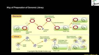 Use of Bacteriophage in Genetic Engineering