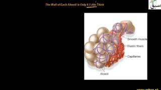 Alveolar Ducts and Alveoli