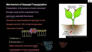 Mechanism of Stomatal Transpiration