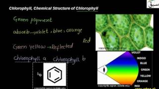 Chlorophyll , Chemical Structure of Chlorophyll