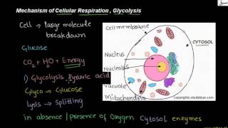 Mechanism of Respiration, Glycolysis