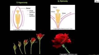 Growth Movements