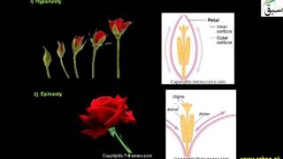Growth Movements