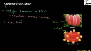 ABO Blood Group System