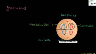 Meiosis-II