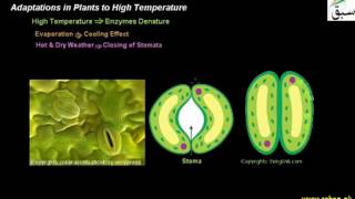 Adaptations in Plants to High Temperature
