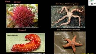 More on Phylum Echinodermata