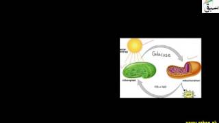 Comparison of Photosynthesis and Respiration