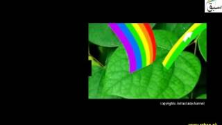 Role of Chlorophyll and Light