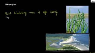 Hydrophytes and Halophytes