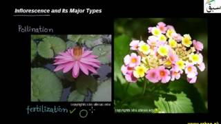 Inflorescence and its Major Types