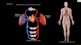 More on Blood Vessels, Arteries