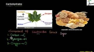 Carbohydrates