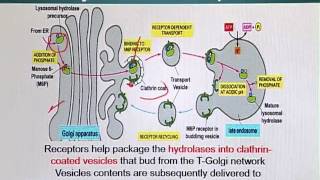 BIO201_Topic163